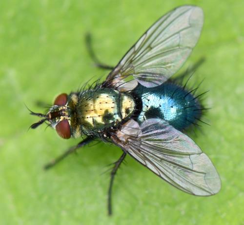 Chrysosomopsis aurata